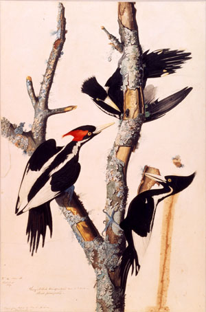 Audubon print of the Ivory-billed Woodpecker. Note that Audubon did his original prints without backgrounds. In the Pileated print which follows, note that the publisher has added embellishments to make the prints more saleable (in his opinion!!)!!