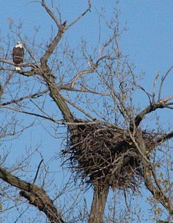 This photo of an adult bald eagle near an eagle's nest is courtesy of Rich Middleton