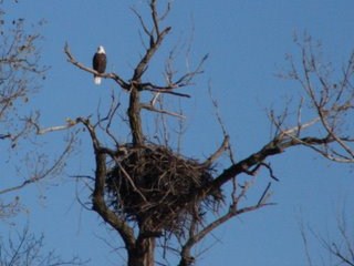 This photo of an adult bald eagle near an eagle's nest is courtesy of Rich Middleton. Visit www.greatriverarts.com/shopping/ for many more real photo notecards.