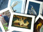 Click photo to see our birding/whaling excursion to San Jose del Cabo