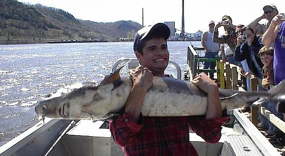 An occasional sturgeon is a real river trophy!
