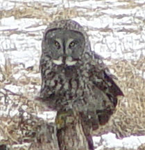 Rare Artic grey owl photographed near Houston, MN, by Rich Middleton