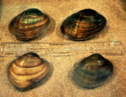 Higgins' eye pearlymussel photo