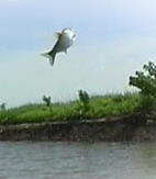 Image of a Flying carp captured by US Fish and Wildlife researcher