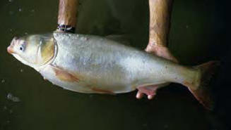 Big Head Carp are strange looking fish!