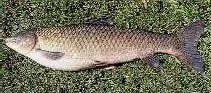 GRASS CARP