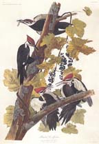 PILEATED WOODPECKER by John James Audubon