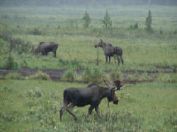 For us, the secret to finding moose was RAIN. Even the Canadian Rockies were hot in July. Since moose cannot cool their large bodies efficiently, they tend to stay near bogs or lake willows during the day. We saw 9 moose in all on this particular rainy day... one of the few we experienced while in Banff and Lake Louise. We found 5 of the moose in a mud bog and mineral lick off Hwy 40 between Canmore and Calgary.