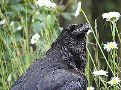 It's easy to take a common raven for granted. They, too, will be looking for handouts in parking areas. Take a moment to appreciate the distinguished feathering of the adult!