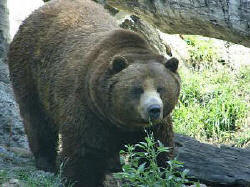 Seeing a brown bear, or grizzly, eluded us in the wild, but we had a superb photo op at the Calgary Zoo just before we flew home. The term "grizzly" draws on the French word for "gray"... "gris."  British trappers took to calling them grizzly because of the silver tipping on a grizzly bear's fur. The Canadian Wilds section at the Calgary Zoo  featured moose, whooping cranes, eagles, wolves... so don't despair if you don't find them in the wilds. You will get those photos at the Calgary Zoo!