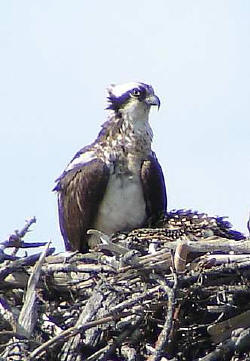 This osprey nested high in a tree on a steep mountain slope... which brought the nest just about to eye level from the roadway! Note the chicks huddled under the adult.