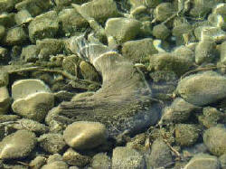 These rocks are seen through the chrystal clear ground water filtered through the porous limestone. Such areas of limestone are referred to as "Karst."