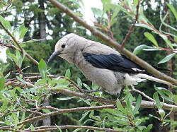 The Clark's Nutcracker was most the most common "mugger bird" at the Mt. Edith Caval glacier overlook.