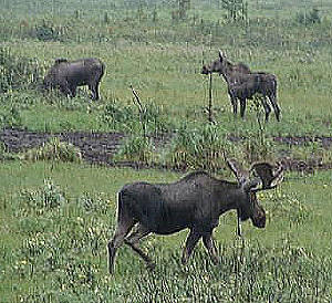 Moose at a mud lick! We were told to expect to see bear, elk, deer, goats, and moose. The bear we never did see.