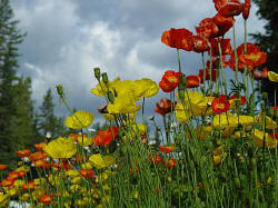 Late July puts wildflowers on display in Alberta, Canada. 