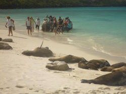 Sea lions lounging on the beach could have cared less that another panga full of tourists had stopped to visit them.