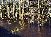 Trees Reflect.GIF (23121 bytes)