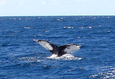 Click photo to see our birding/whaling excursion to San Jose del Cabo