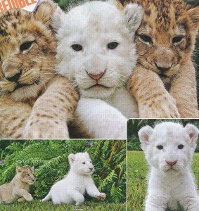 Do I love this? A white phase lion cub with siblings!!!!