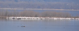 Pelicans on Pool 8