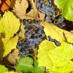 Norton grapes are the signature grape at Missouri Wineries