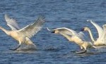 Tundra Swans are beginning to trickle into POOL 8