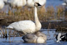 Al Stankovitz Photo of Tundra Swan and cignet