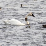 Banded Tundra Swan 