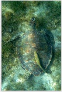 Green Turtle Vertical note card