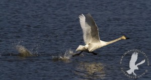 Tundra Swan