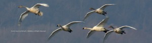 Great Tundra Swans landing