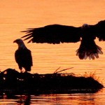 cropped-eagle-sil-header.jpg