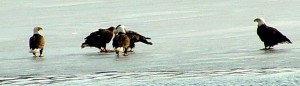 Eagles on ice