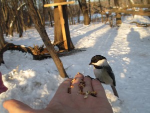 Rich with Chickadee