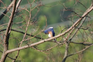 Bluebird preening