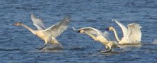 tundra swans