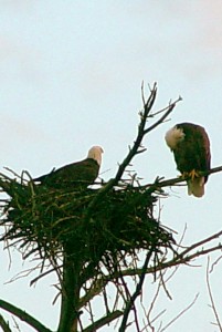 sepia eagles on nest