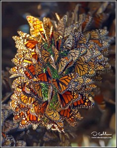 beautiful monarch cluster DAVE COLLINS IMAGE