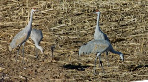 cranefamily