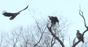 Eagles in trees - Could this be a Golden Eagle on Left