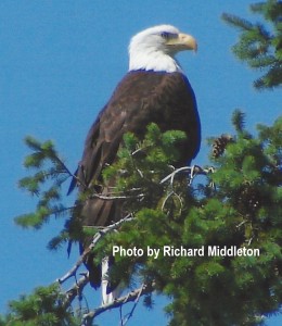 Bald Eagle H