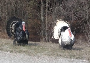 white phase turkey