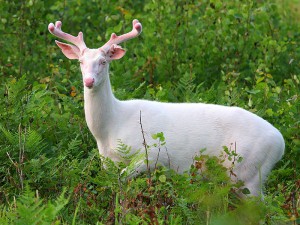 Albino-deer