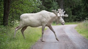 white moose