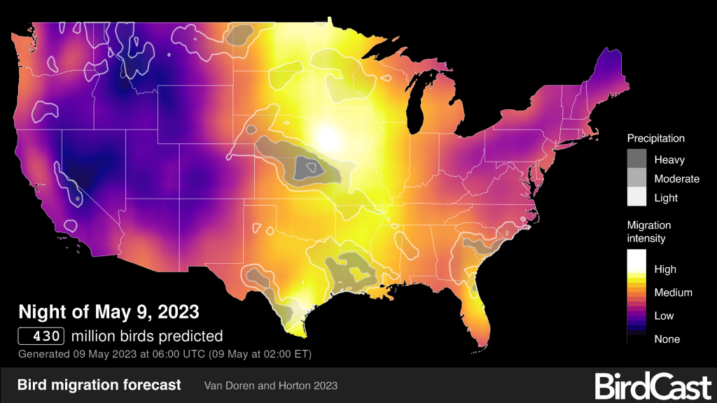 BirdCast Interactive migration Forcast